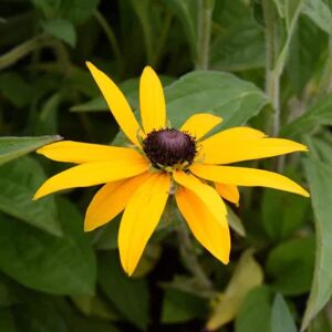 Rudbeckia fulgida var. deamii ---